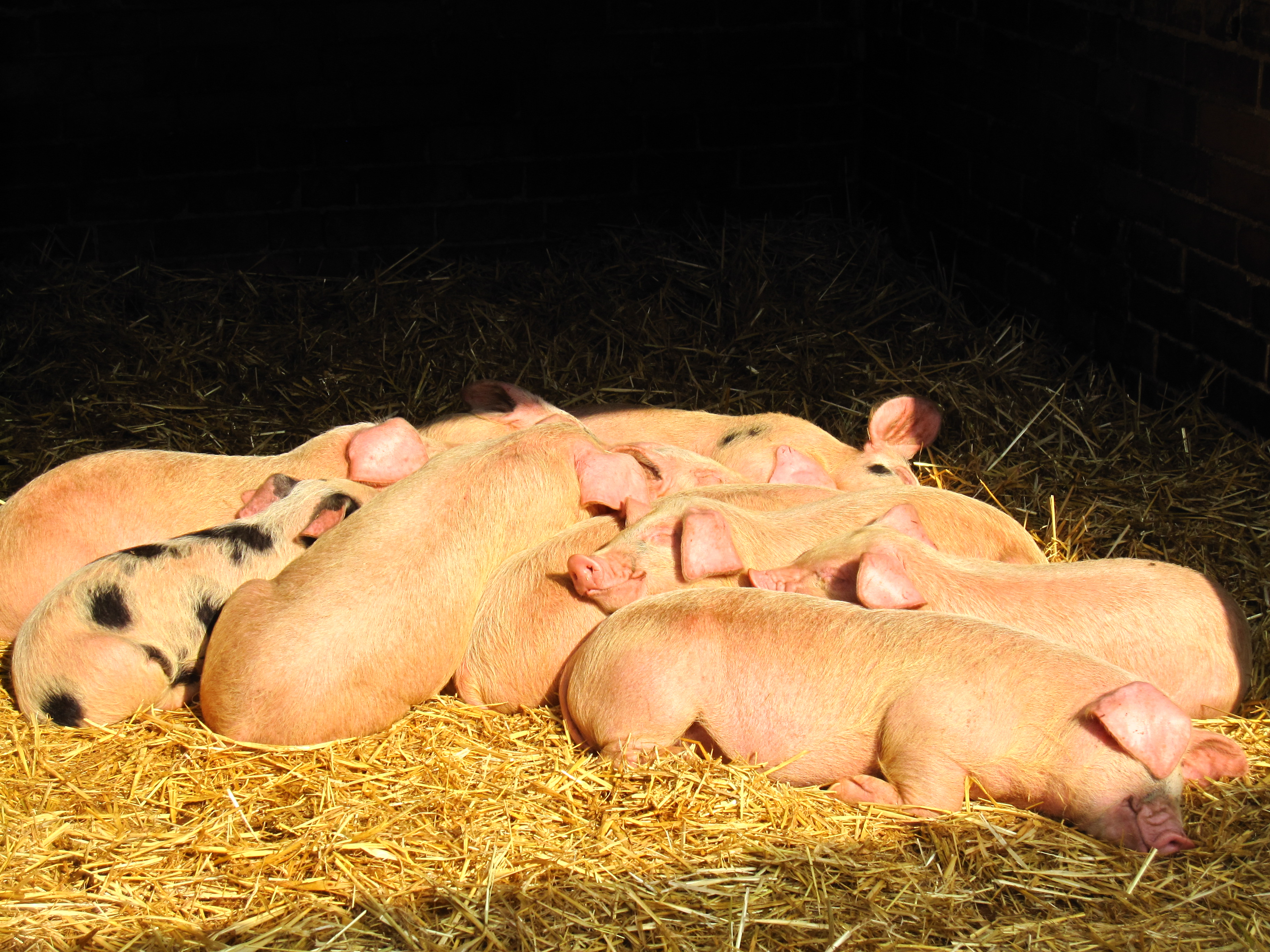 There is nothing more contented than a heap of piglets!